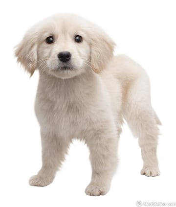 Captura de pantalla - 3ds_nintendogs_01char01_ev.jpg