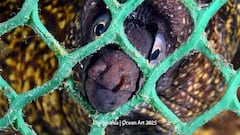 Las mejores fotografías submarinas del año