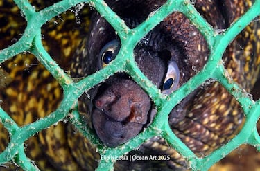 Categoría: Conservación subacuática