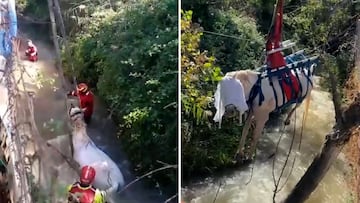 El angustioso rescate de una yegua desorientada que cayó a un canal: la escena impresiona
