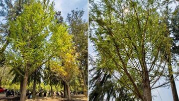 ¡Oficial! Plantan Ahuehuete en Paseo de la Reforma