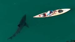 Graban a un tiburón blanco persiguiendo a un kayak pese a los delfines