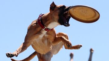 RICHMOND, VIRGINIA - APRIL 02: A Canine Stars dog leaps to catch a thrown frisbee during a performance on the midway prior to the NASCAR Cup Series Toyota Owners 400 at Richmond Raceway on April 02, 2023 in Richmond, Virginia.   David Jensen/Getty Images/AFP (Photo by David Jensen / GETTY IMAGES NORTH AMERICA / Getty Images via AFP)
