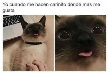 No te pierdas estos divertidos memes para conmemorar el 'Día Internacional del Gato' .