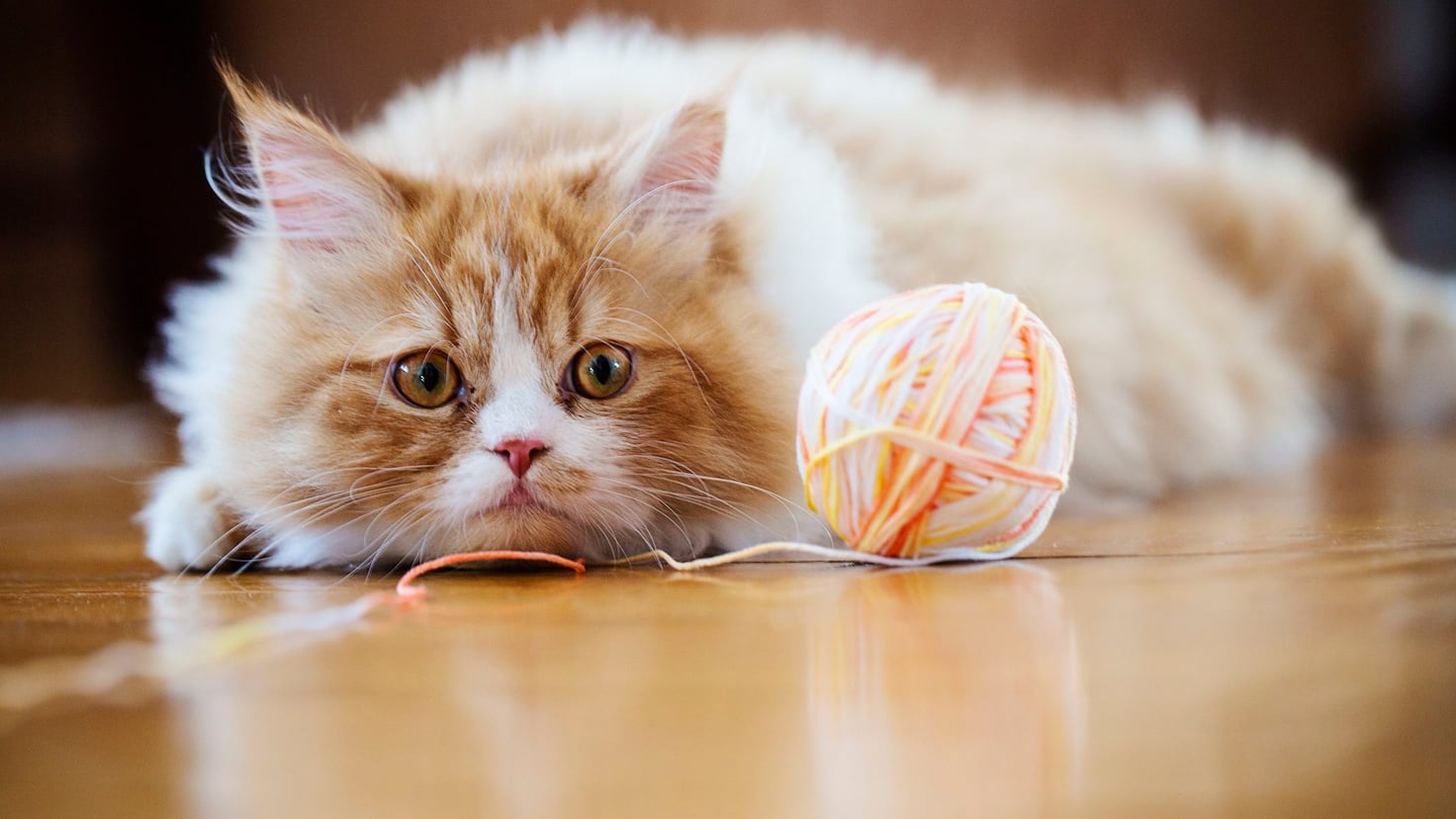 Veterinarians confirm: Here’s how to prepare before leaving your cat ...