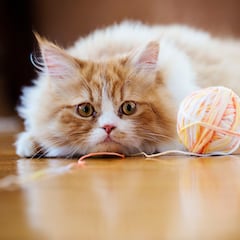 Your cat understands you more than you think: here’s the simple trick that proves it