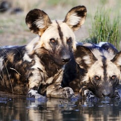 El cambio climático retrasa el nacimiento del primer carnívoro mamífero