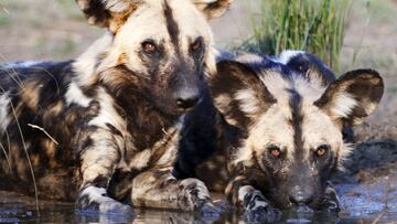 LICAON perros africanos