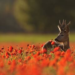 Por la Cruz, ya ve el lobo la luz…