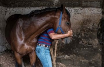 Un entrenador masajea al caballo en uno de los establos del hipódromo. 