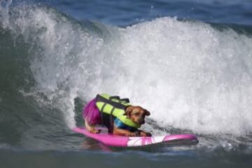 Surf Dog Contest en California.