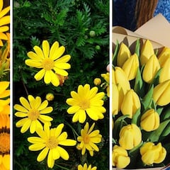 Los motivos por los que se regalan flores amarillas el 21 de marzo en México