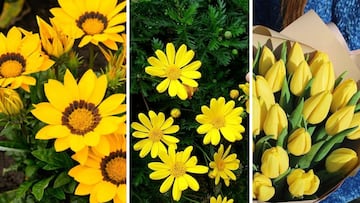 Descubre el curioso motivo por el que se regalan flores amarillas este 21 de marzo en México; acción que nació de una tendencia de TikTok.