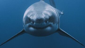 Un gran tibur&oacute;n nada frente a la c&aacute;mara bajo el agua. 