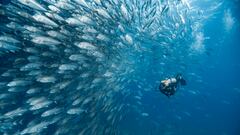 El buceo se consolida como un deporte en crecimiento en España: más licencias, más centros y nuevos destinos