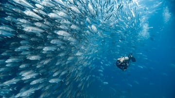 Buceadora junto a un banco de peces