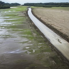 El año pasado, los árboles y la tierra apenas absorbieron CO2: estas son las consecuencias para el planeta
