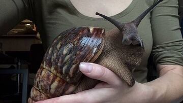 Aquí tienes al caracol más grande del mundo que mucha gente tiene como mascota