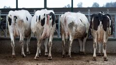 leche paro suministro toledo talavera de la reina