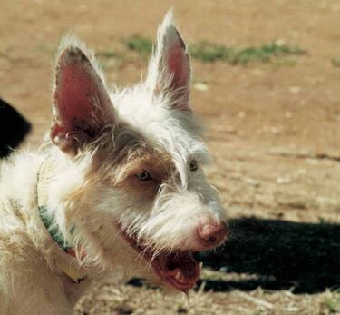El podenco andaluz, el perro de caza m¨¢s reconocido en Espa?a