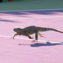 ¡Insólito!: una enorme iguana obliga a detener un partido