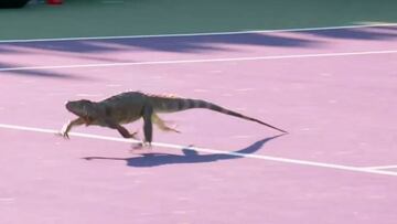 ¡Insólito!: una enorme iguana obliga a detener un partido