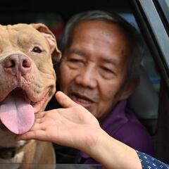 Coronavirus USA: can dogs and cats get coronavirus?