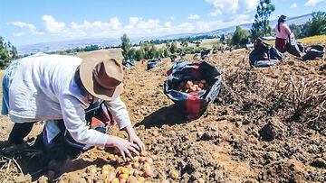 Reactivación del agro: cuánto inyectará el Gobierno y a qué se dirigirá