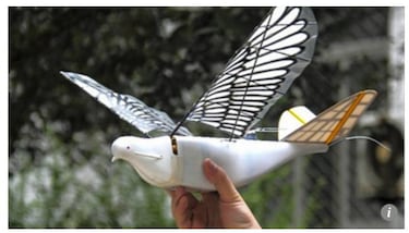 China camufla drones como palomas para vigilar a sus ciudadanos.