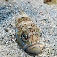 Muere un joven de 16 años por la picadura de un pez araña