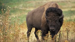 Thousands of bison return to their Native lands for total rejuvenation of the Great Plains ecosystem: “it’s come full circle”