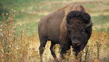 Thousands of buffalo return home bringing revitalization