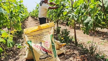 ¿Qué es el ‘Green Friday’ y desde cuándo empezó a implementarse?