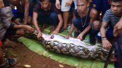 Encuentran en una pit&oacute;n gigante el cad&aacute;ver intacto de una mujer.