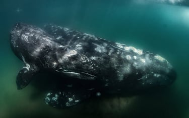 Una ballena gris madre y su cría en las aguas poco profundas del Pacífico, en Baja California Sur, durante la migración de estas en las que pasan cerca de la costa. "No quería molestarlas, así que pasé, tomé una foto y listos", explica el fotógrafo. 