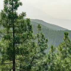 El mayor pinar de Europa se encuentra en España y nunca arde por una sencilla razón: mantiene una costumbre medieval