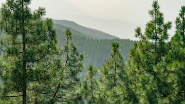 El mayor pinar de Europa se encuentra en España y nunca arde por una sencilla razón: mantiene una costumbre medieval