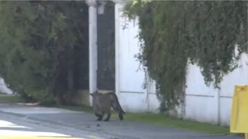 Un puma desata el pánico en Santiago de Chile