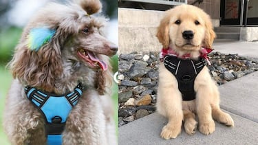 Pasea a tu mascota con la pechera para perros más vendida