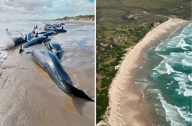 El suceso ha ocurrido en Tasmania, uno de los estados de Australia, siendo el menos menos poblado de Australia, con una población de 533 308 habitantes.