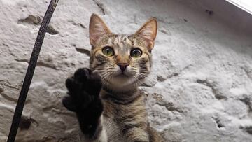 La curiosa labor de los ¡®gatos vigilantes¡¯ de San Petersburgo que sorprende al mundo