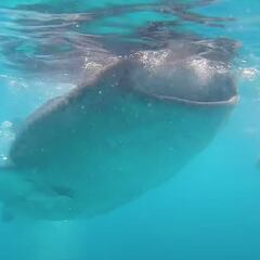 "Nadar con un tiburón ballena es guay, pero cuando ves cómo va todo... eliges no hacerlo"