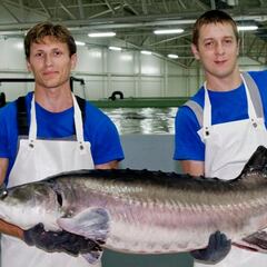 El oro blanco del Sheriff