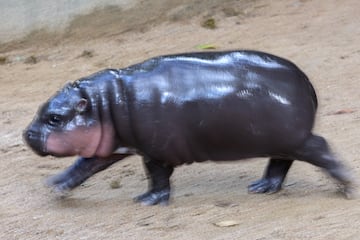 A two-month-old female pygmy hippo named "Moo Deng" who has recently become a viral internet sensation, runs at Khao Kheow Open Zoo in Chonburi province, Thailand, September 16, 2024. REUTERS/Athit Perawongmetha