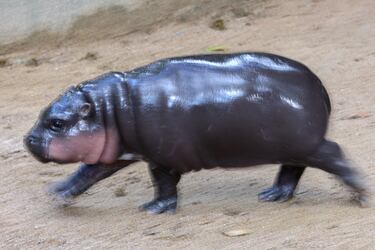 Are pygmy hippos like viral sensation Moo Deng dangerous?
