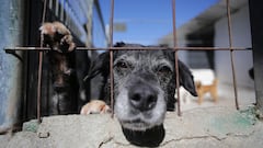 Un perro en una de las jaulas de la Sociedad Protectora de animales de Lugo, a 15 de marzo de 2023, en Lugo, Galicia (España). La Sociedad Protectora de animales de Lugo cuenta con casi 200 perros en sus instalaciones. Más de 500 socios y 100 voluntarios se encargan del bienestar de los cánidos, y ofrecen servicios de acogida y adopción de los animales. El Congreso ha aprobado hoy la Ley de Bienestar Animal y los Derechos de los Animales con dos tercios de las enmiendas propuestas por el Senado, sin incluir finalmente a los perros de caza ni tampoco la obligación de que el dueño y el can pasen un examen de aptitud de sociabilidad, en un debate lleno de reproches y acusaciones entre el Gobierno y todos los grupos de la oposición. La Cámara Baja mantiene la obligación de contar con programas de voluntariado y colaboración de las entidades de protección animal.
16 MARZO 2023;BIENESTAR ANIMAL;LUGO;GALICIA;ANIMALES;PROTECCIÓN;CAN;PERROS
Carlos Castro / Europa Press
15/03/2023