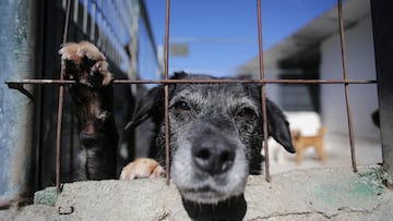 Un perro en una de las jaulas de la Sociedad Protectora de animales de Lugo, a 15 de marzo de 2023, en Lugo, Galicia (España). La Sociedad Protectora de animales de Lugo cuenta con casi 200 perros en sus instalaciones. Más de 500 socios y 100 voluntarios se encargan del bienestar de los cánidos, y ofrecen servicios de acogida y adopción de los animales. El Congreso ha aprobado hoy la Ley de Bienestar Animal y los Derechos de los Animales con dos tercios de las enmiendas propuestas por el Senado, sin incluir finalmente a los perros de caza ni tampoco la obligación de que el dueño y el can pasen un examen de aptitud de sociabilidad, en un debate lleno de reproches y acusaciones entre el Gobierno y todos los grupos de la oposición. La Cámara Baja mantiene la obligación de contar con programas de voluntariado y colaboración de las entidades de protección animal.
16 MARZO 2023;BIENESTAR ANIMAL;LUGO;GALICIA;ANIMALES;PROTECCIÓN;CAN;PERROS
Carlos Castro / Europa Press
15/03/2023