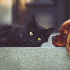 Los perros suelen vivir más que los gatos y la pista de todo ello se encontraría en sus genes: “No solo en la lucha contra las enfermedades”