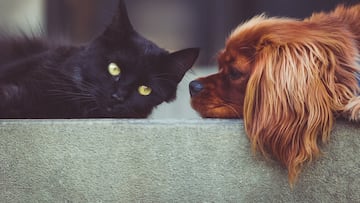 Los perros suelen vivir m¨¢s que los gatos y la pista de todo ello se encontrar¨ªa en sus genes: ¡°No solo en la lucha contra las enfermedades¡±