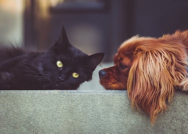 Dónde están las clínicas veterinarias del Dr. Simi en CDMX: costo y servicios básicos para perros y gatos